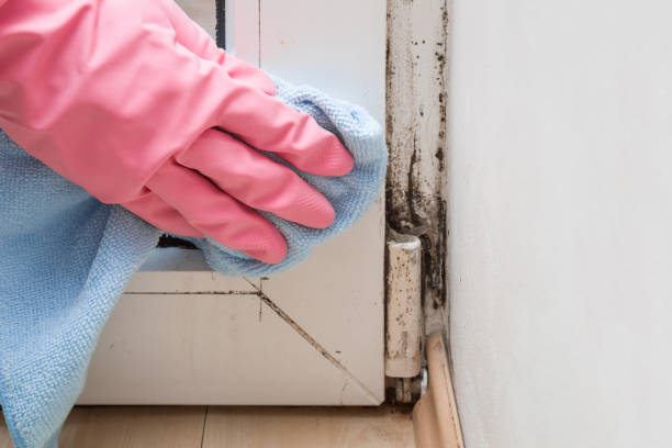 Best DIY Mold Remediation Support Services in Williamson, AZ